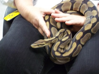 Alice, a ball python, coiled around a human hand